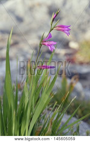 Field or Italian Gladiolus - Gladiolus italicus Common Mediterranean Flower
