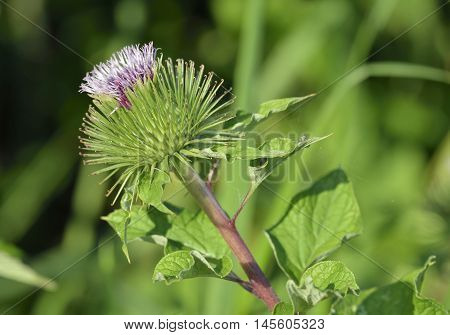 Greater Burdock - Arctium lappa Large Bur Plant