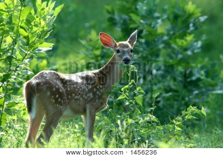 Sen sommaren Fawn