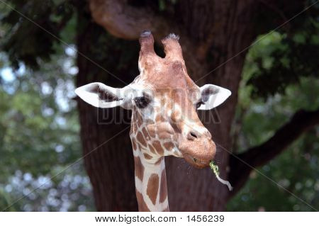 Rökning giraff