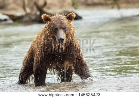 Brown bear in search of prey. Kurile Lake in Southern Kamchatka Wildlife Refuge in Russia.