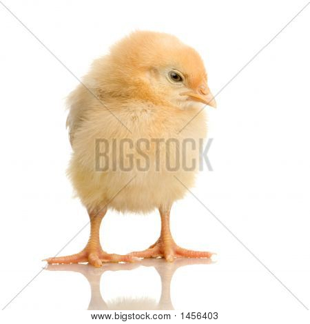 Küken