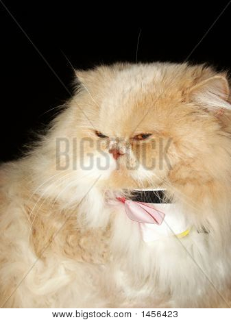 Feline