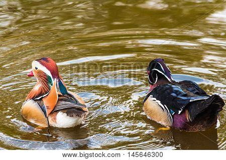 Closeup Mandarin duck (Aix galericulata) swimming in a pond.
