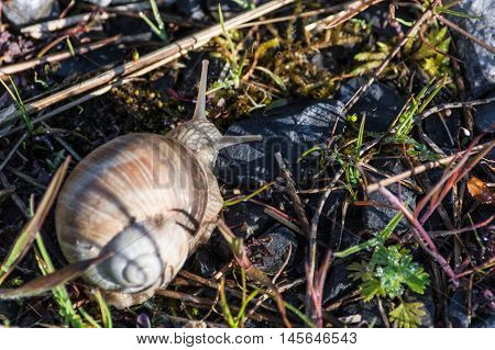 Nice Edible snail in their natural habitat