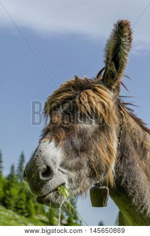 Donkey eating grass in the mountains close up portrait