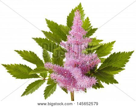 Pink Astilbe flower isolated on white background