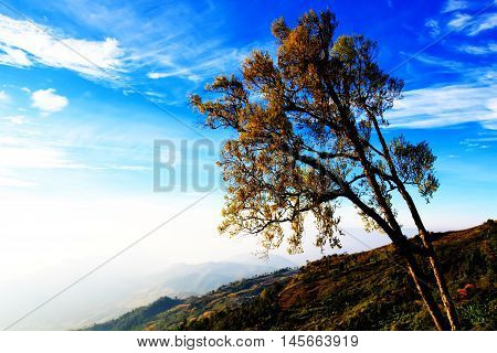 Beautiful and famous travel location The landscape photo beautiful sea fog in morning time at Phu Tub Berk Viewpoint Phu Hin Rong Kla National Park in Thailand