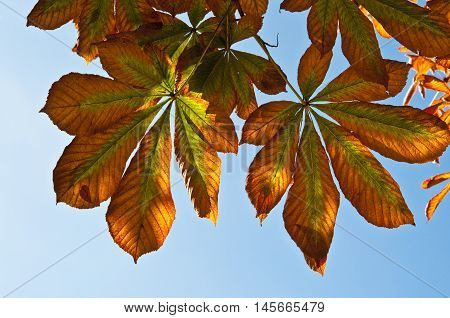 Leaves of horse chestnut tree, Aesculus hippocastanum
