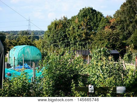 ARMITAGE, UNITED KINGDOM - AUGUST 8, 2016 - Greenhouses and vegetable crops on allotments Armitage Staffordshire England UK Western Europe, August 8, 2016.