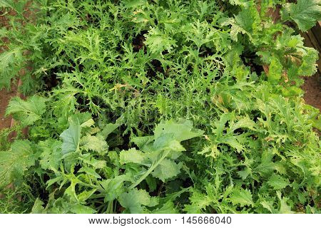 variety vegetable plants in growth at vegetable garden