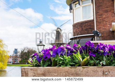 Traditional windmill and flowers, Holland background with copy space