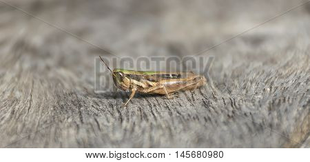 Close Up Grasshopper (chorthippus Albomarginatus) On Wood.