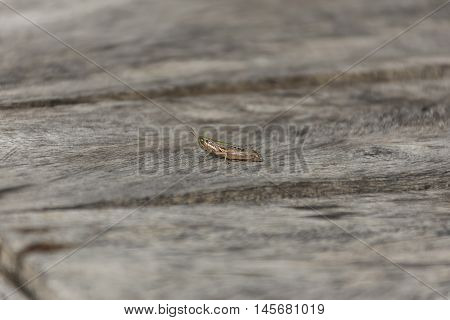 Close Up Grasshopper (chorthippus Albomarginatus) On Wood.