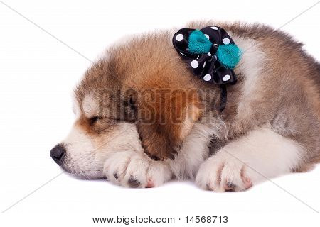 Bucovinean Shepard hvalp