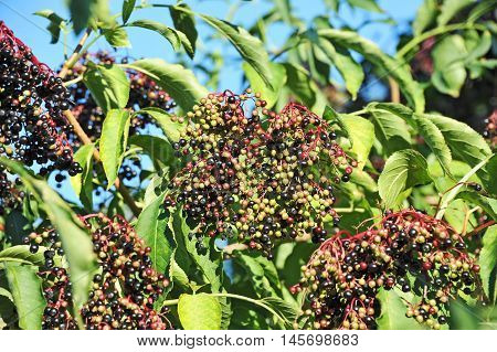 Elderberry On Branch