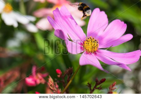 Bumblebee loaded with pollen in flight above pink flower