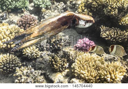Reef Octopus underwater in ocean with fish