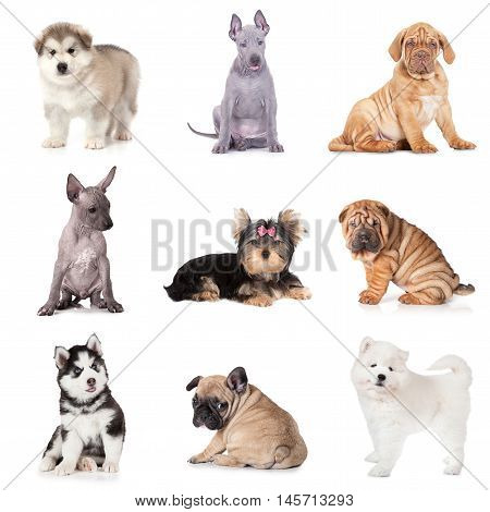 Group of puppy dogs of various breeds isolated on white background