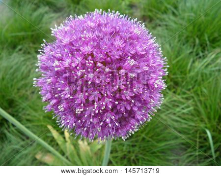 Close up of Blooming Purple Allium in the Green Grass Field