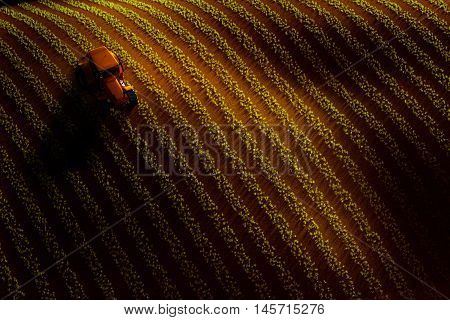 3d illustration of aerial view of field with rows of growing crop or vegetables and tractor ploughing it. Sunset or sunrise light