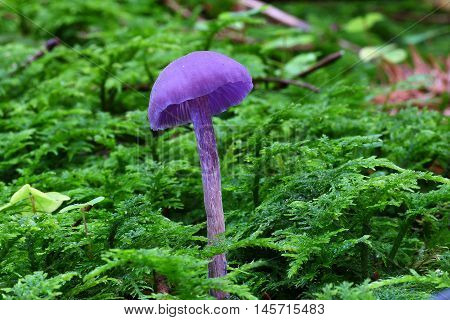 fungi, mushroom, forest, viloet, moss, wild, green