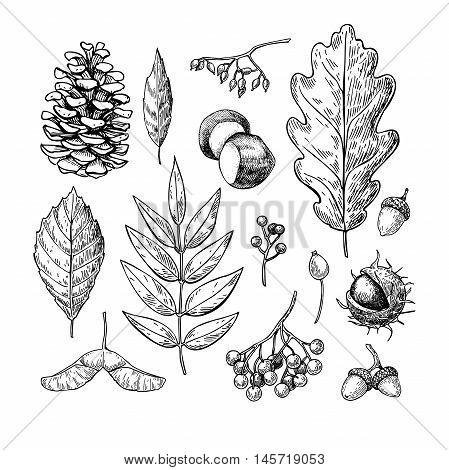 Autumn vector set with leaves berries fir cones nuts mushrooms and acorns. Detailed forest botanical elements for decoration. Vintage fall seasonal decor. Oak maple chestnut leaf drawing.