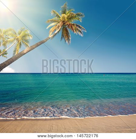 Beautiful caribbean sea and green palmen.Sommer ocean landscape as background.