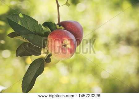 Red, ripe apples in an orchard. Bright red apples hang on orchard trees waiting to be picked. Vintage toned image, copy space