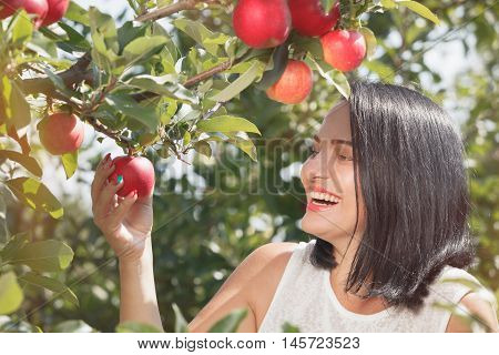 Young woman picking apples in the apple orchard, during sunlight, close up