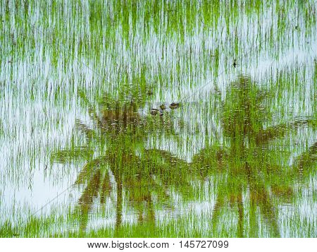 The reflection of The coconut trees in water.