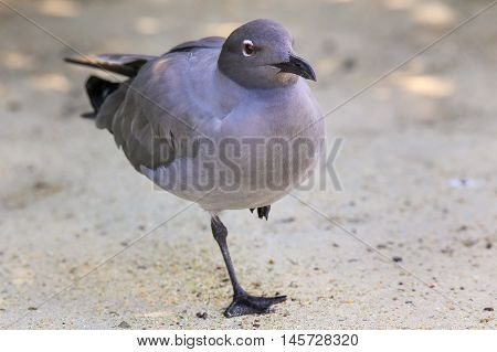 Lava Gull On Genovesa Island, Galapagos National Park, Ecuador