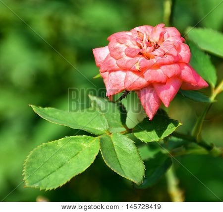 Beautiful pink rose in a garden. Pink rose with green nature and environment.