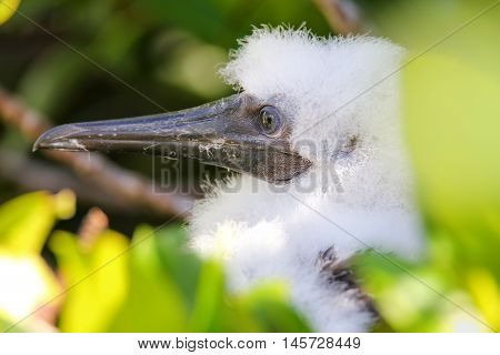 Red-footed Booby Chick, On Genovesa Island, Galapagos National Park, Ecuador