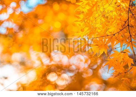 Highly detailed image of autumn leaves very shallow focus
