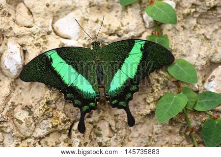 butterfly, papilio, palinurus, green black. exotic, macro