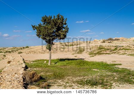 Tree and grass in Makhtesh Gadol or Large Crater, nature reserve in Negev desert in the spring, Israel