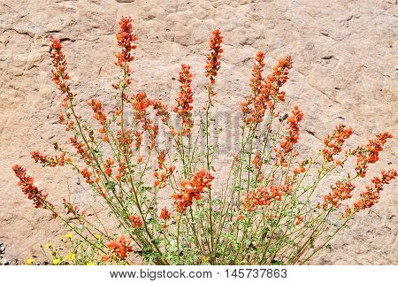 Detail of globemallow in the wilds Utah