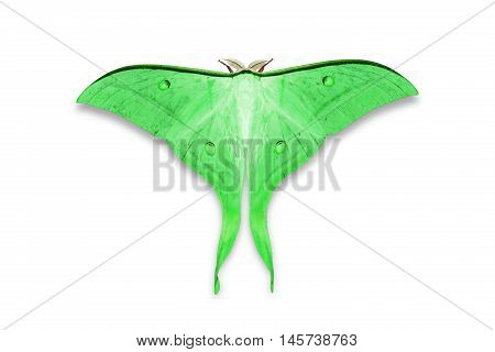 Indian Moon Moth Or Indian Luna Moth