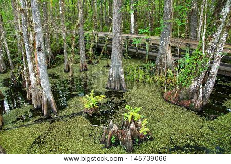 Bald Cypress Trees Growing In A Swampy Area In Florida