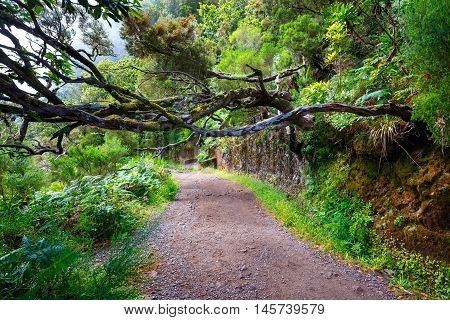 Laurel Forest And Irrigation Canal. Lewada Das 25 Fontes And Lewada Do Risco , Madeira Island, Portu