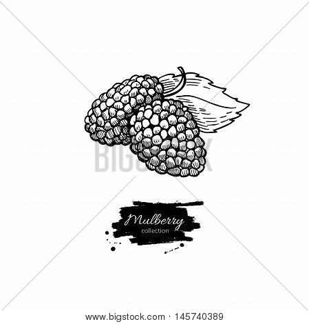 Mulberry vector superfood drawing. Isolated hand drawn illustration on white background. Organic healthy food. Great for banner poster label