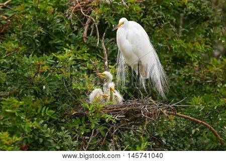Great Egret (ardea Alba)