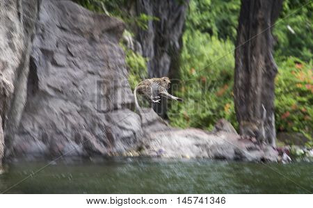 movement of Long tailed macaque,monkey jumping from top of a rock mountain to play a water in a pool for relax from hot summer,global warming,funny moment