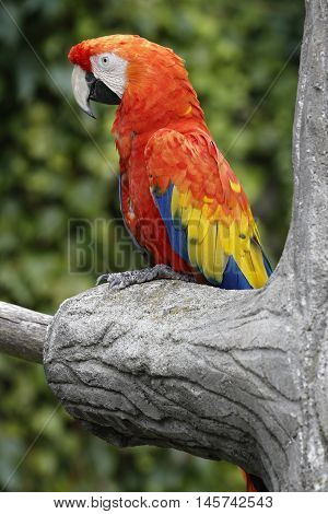 a macaw parrot perched on a trunk