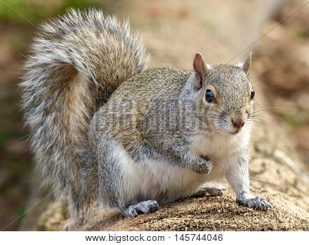 Eastern Gray Squirrel (sciurus Carolinensis)