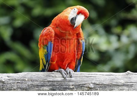 a ara macaw parrot perched on a trunk