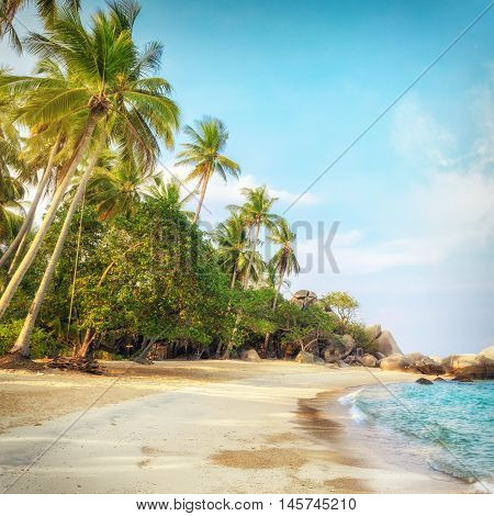 Empty morning Samui beach with tall palmtrees and rocks