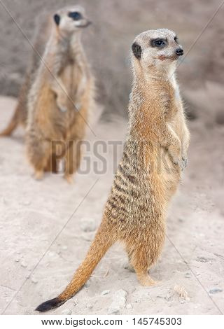 Three alert meercats are on the lookout for potential threats or prey.