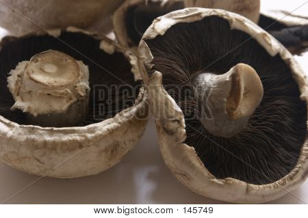 Funghi